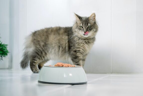 Les bienfaits des protéines animales pour les chats