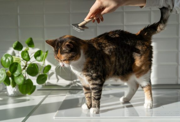 Comment prendre soin et toilettage des chats âgés pour leur assurer un bien-être optimal ?