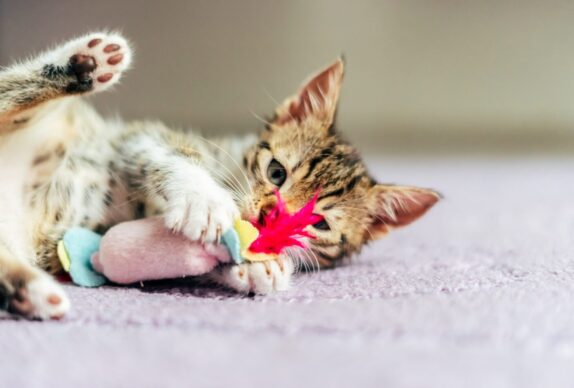 Comment le comportement de jeu chez le chat peut améliorer la santé