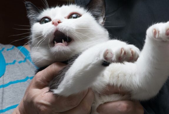 Comprendre et gérer les comportements de peur chez le chat pour protéger sa santé