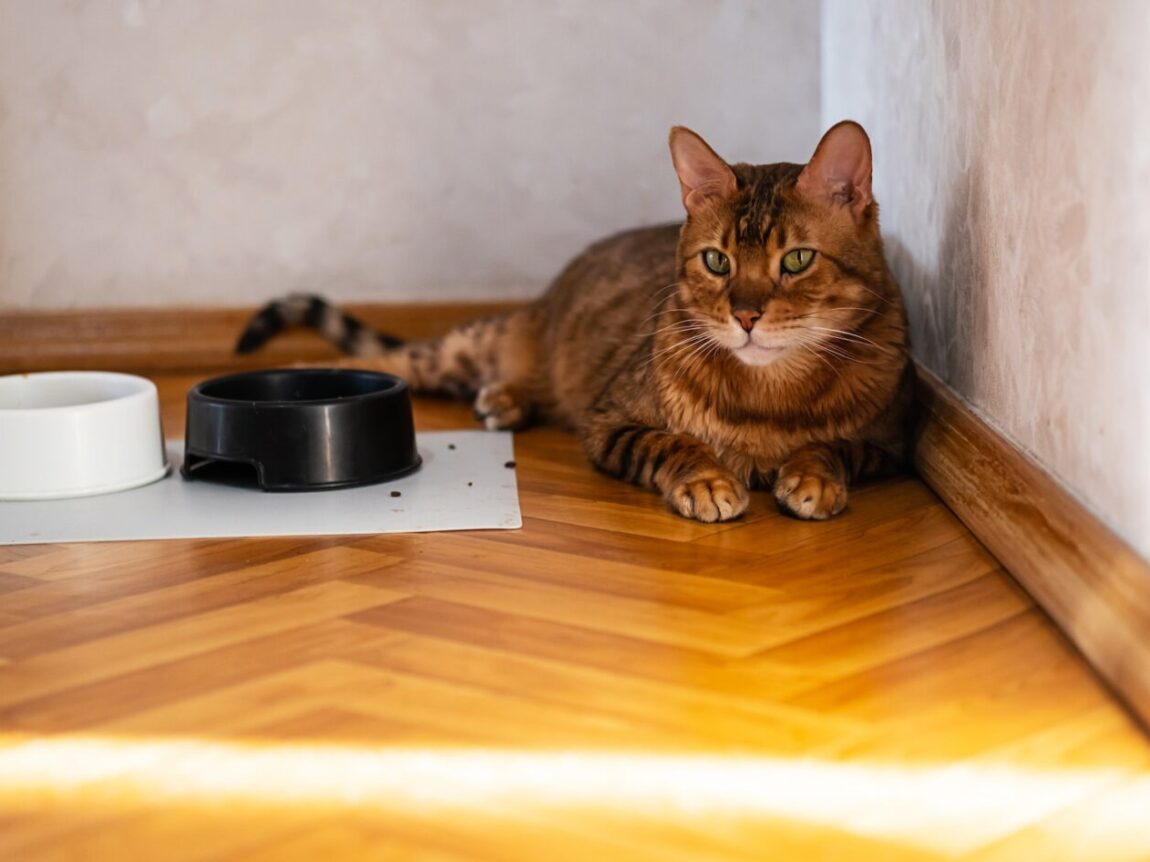 Problèmes comportementaux courants chez les chats