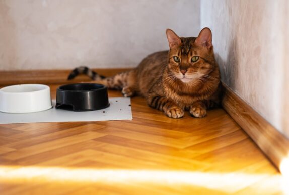 Problèmes comportementaux courants chez les chats