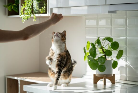 Les bienfaits de l'éducation des chats pour éviter les problèmes de comportement et garantir une bonne santé