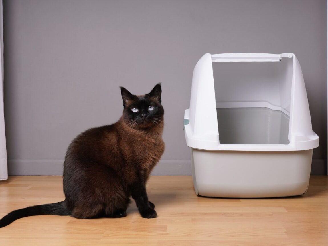 un chat devant sa litière mais il ne veut pas rentrer dedans