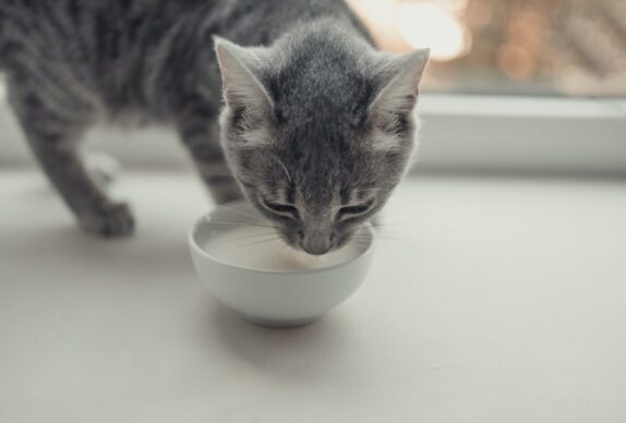 Les incroyables bienfaits de l'alimentation humide pour les chats