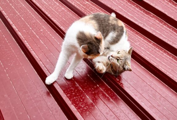 L'agressivité des chats et son impact sur la santé
