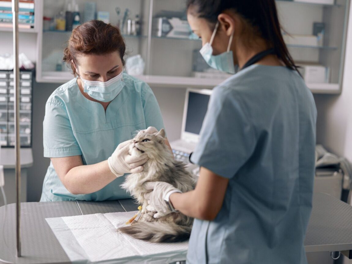 Comment la pollution sonore affecte-t-elle sérieusement la santé des chats
