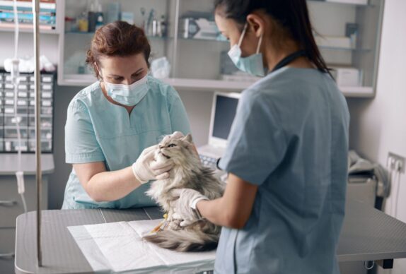 Comment la pollution sonore affecte-t-elle sérieusement la santé des chats