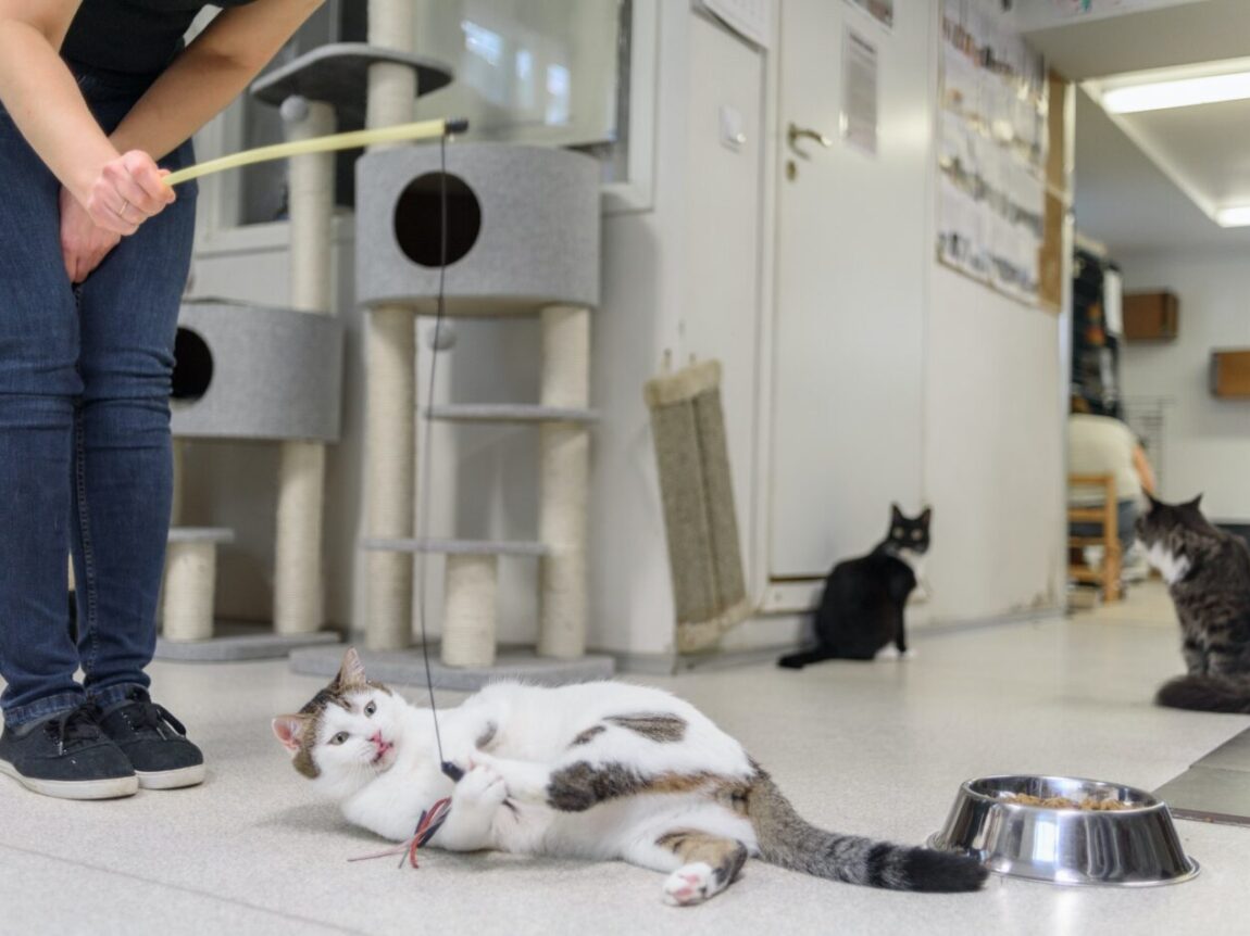 La socialisation des chats et son impact sur la santé