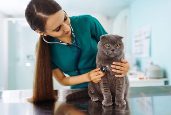 Solutions de prévention et de traitement contre l'arthrite des chats âgés