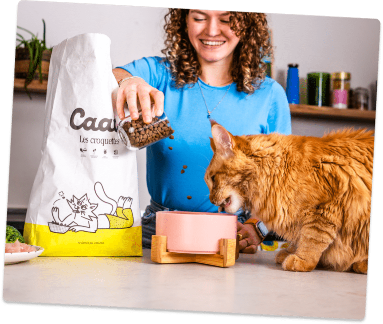 croquette light chat