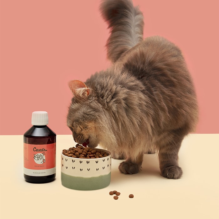 huile de poisson pour chat