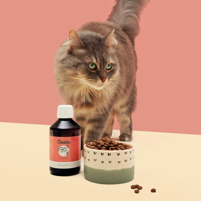 huile de saumon pour chat