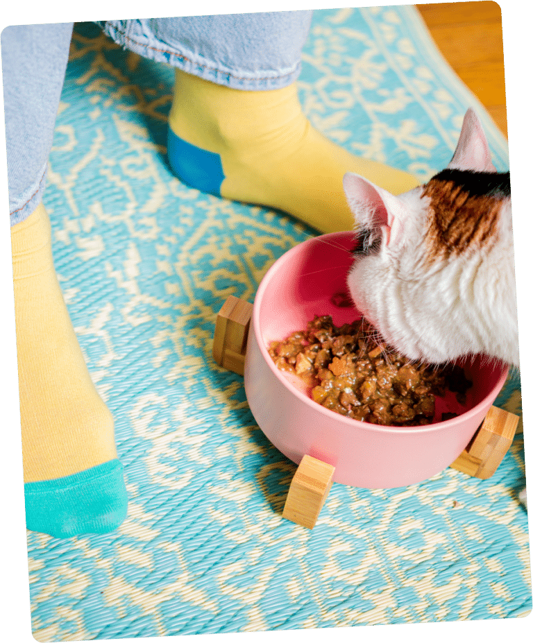 un chat qui se régale en mangeant sa pâtée pour chat Caats