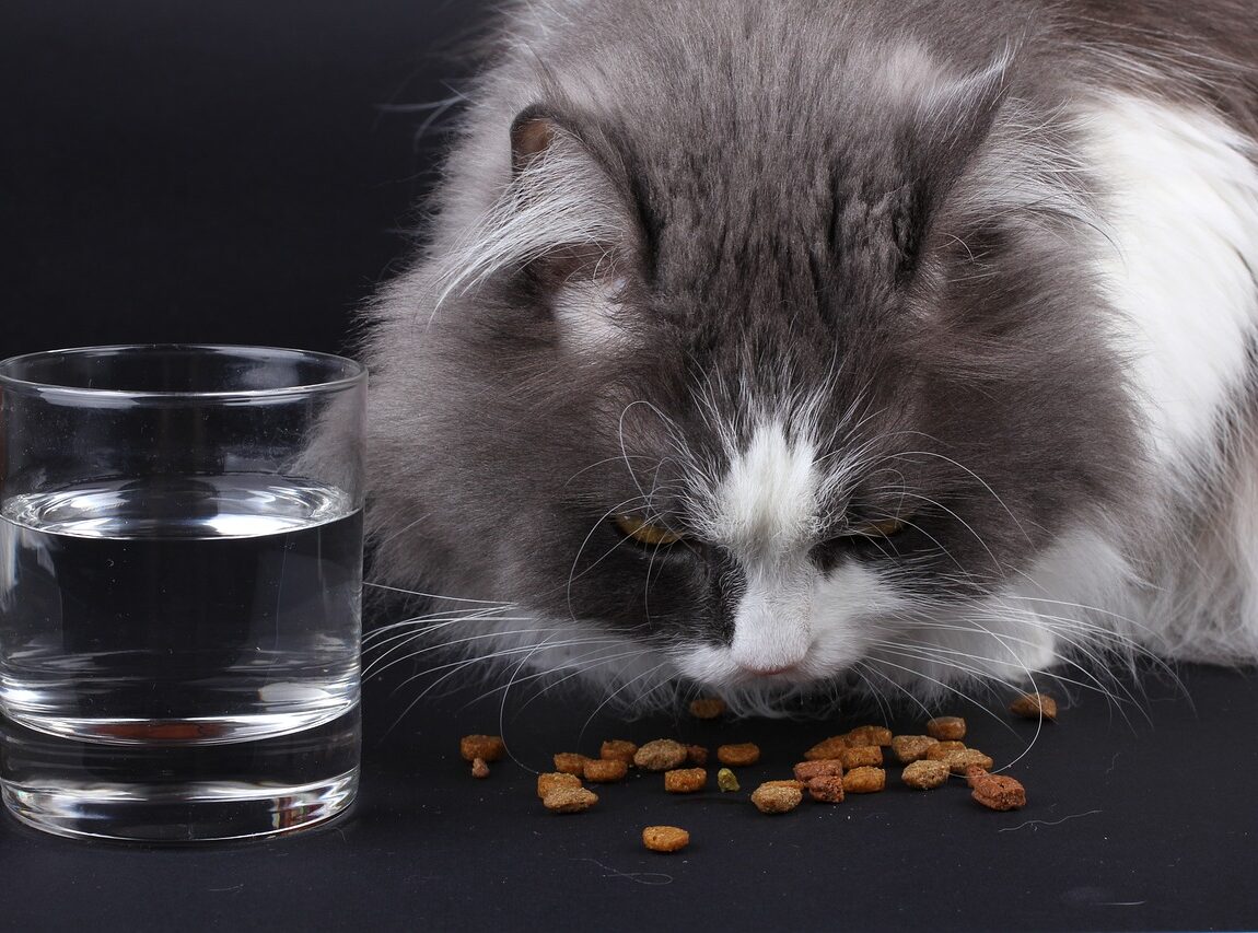 chat rationné en croquettes