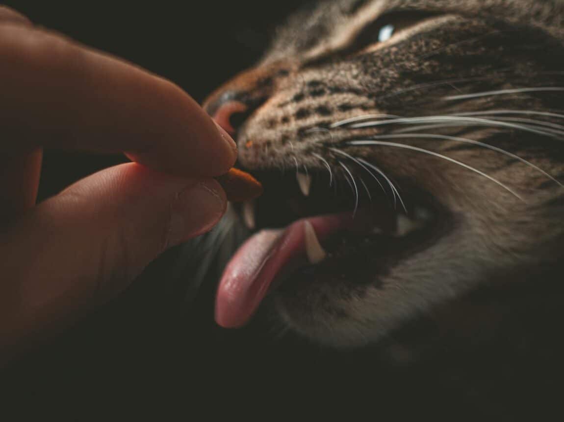 chat qui mange une croquette