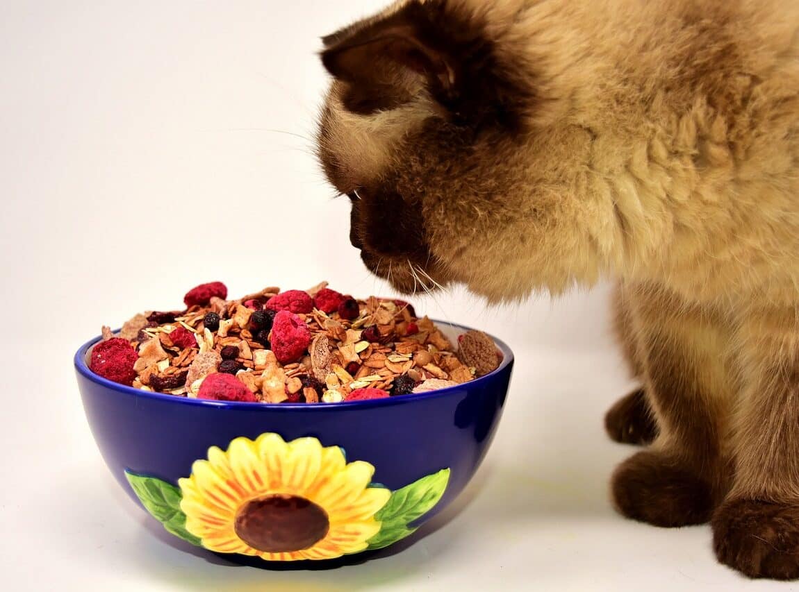 British Shorthair devant un bol de croquettes