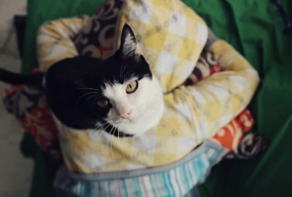 Chat assis sur humain