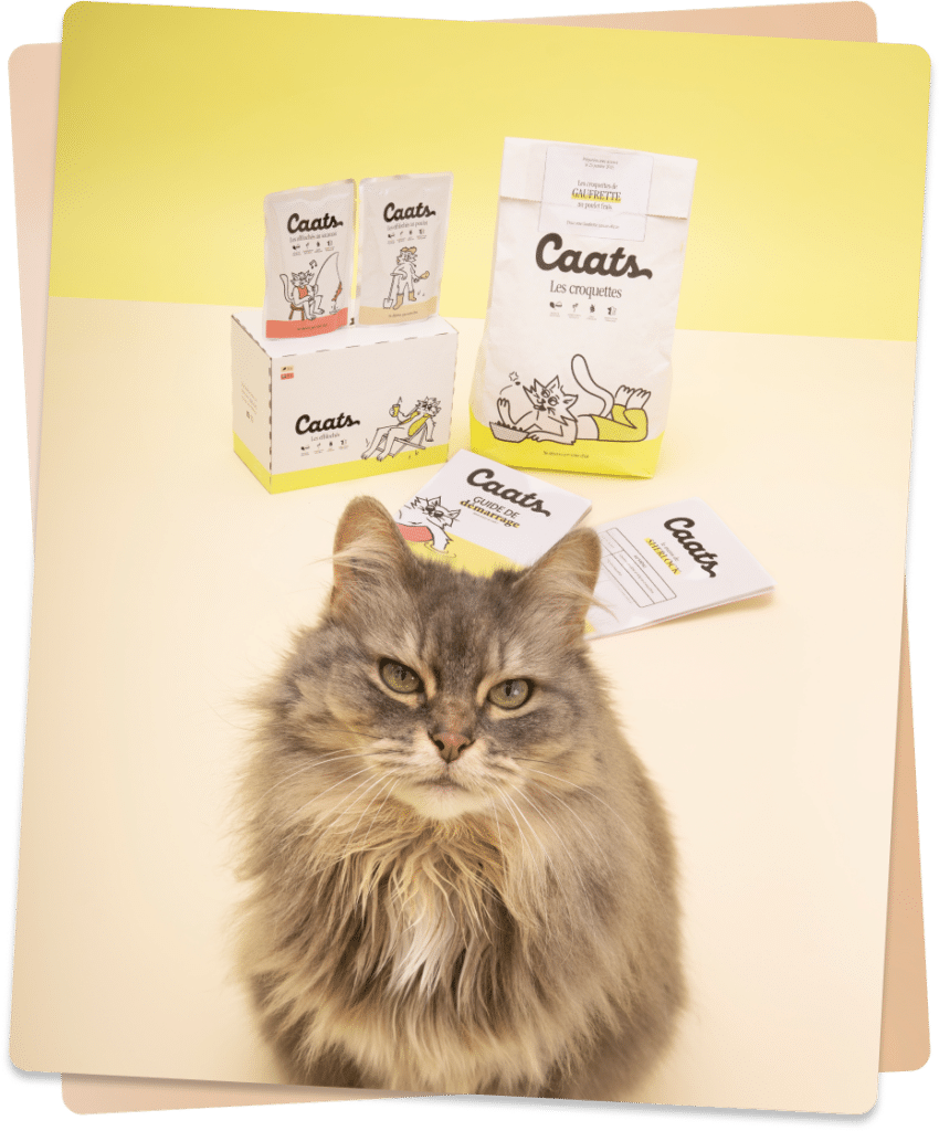 croquettes pour chat