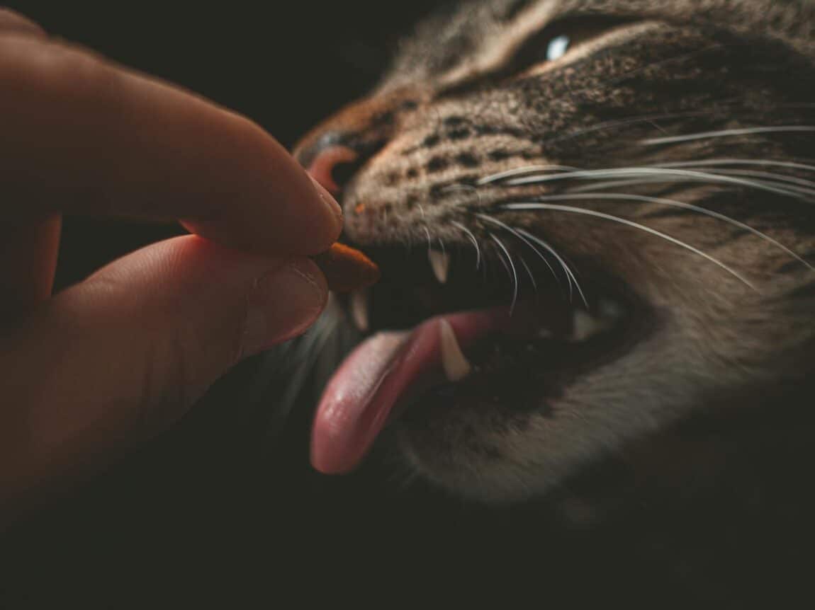 chat qui mange une croquette