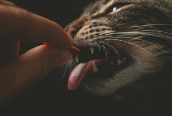 chat qui mange une croquette