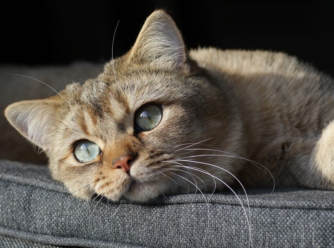 chat british shorthair