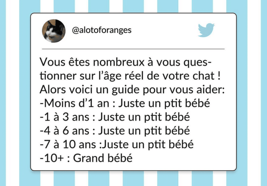 tweets chat drôles bébé chat