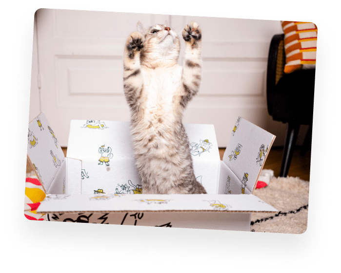 croquette pour chaton