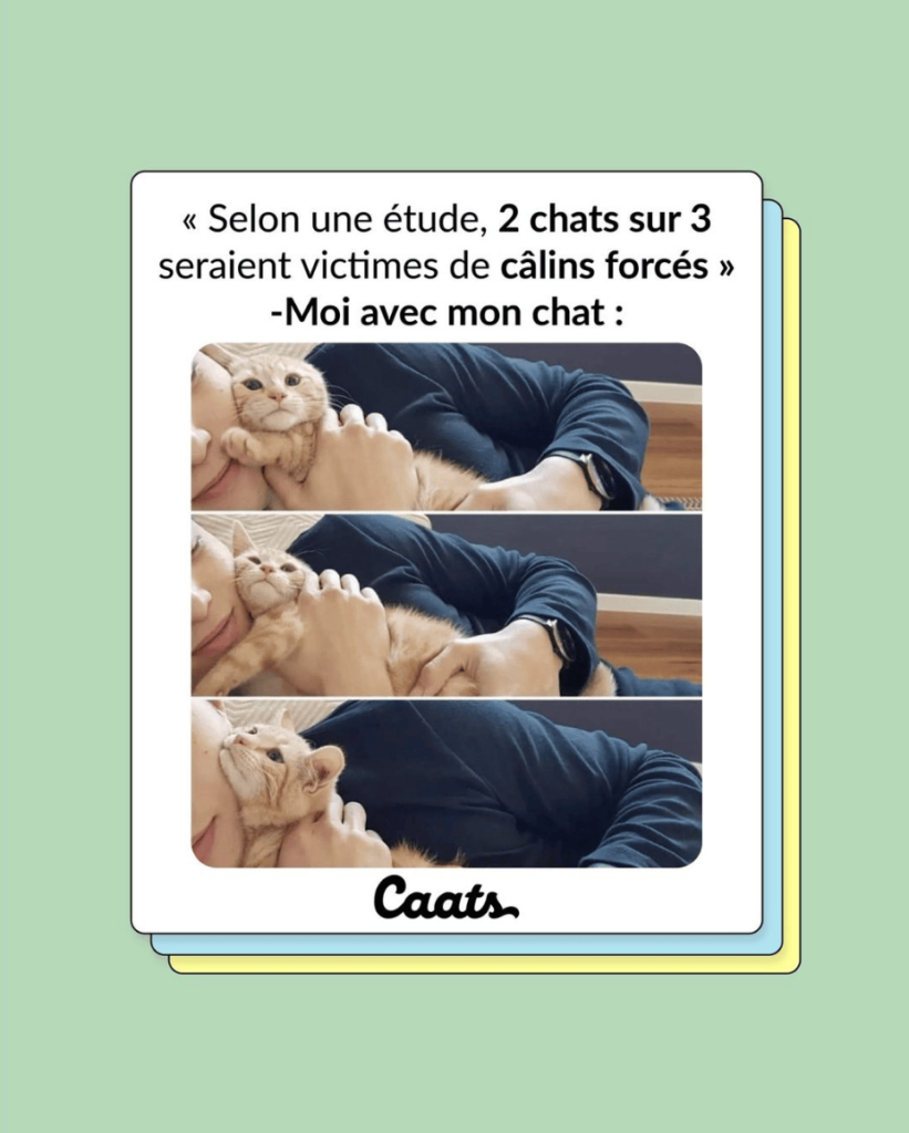 tweets chat drôles câlin