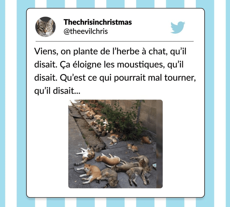 tweets chat drôles catnip