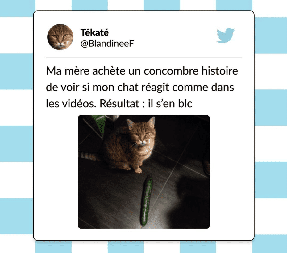 tweets chat drôles