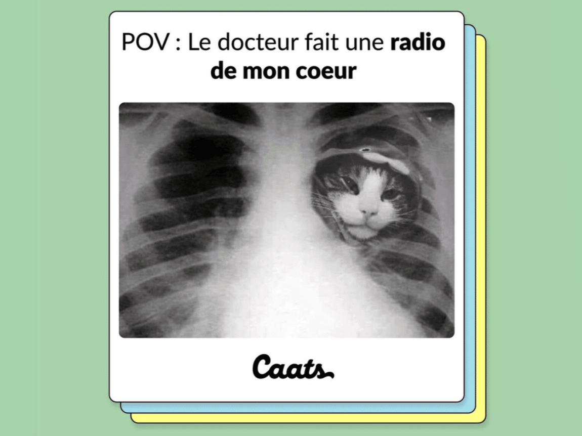 tweets chat drôles radio