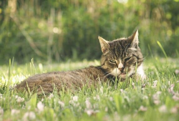chat dans un jardin
