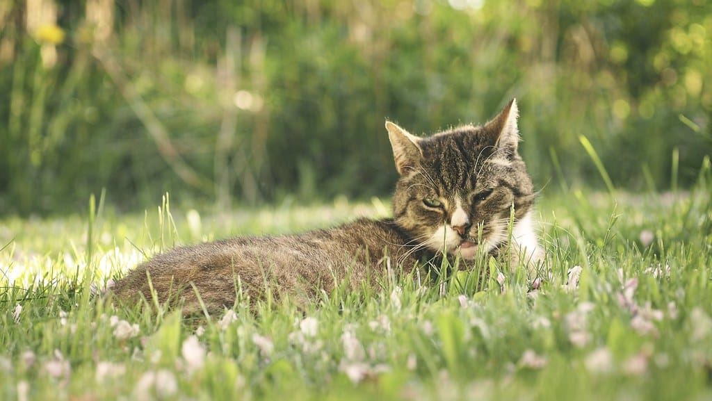 chat dans un jardin