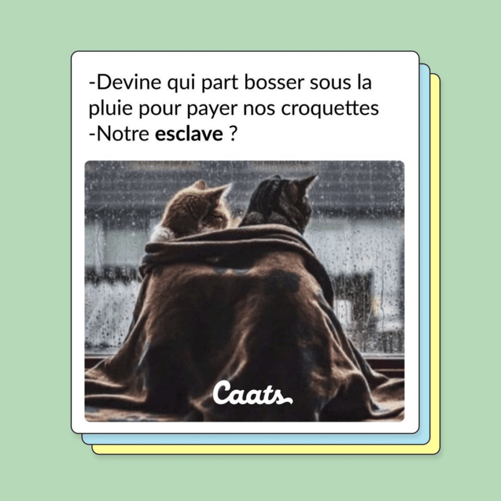 tweets chat drôles esclave