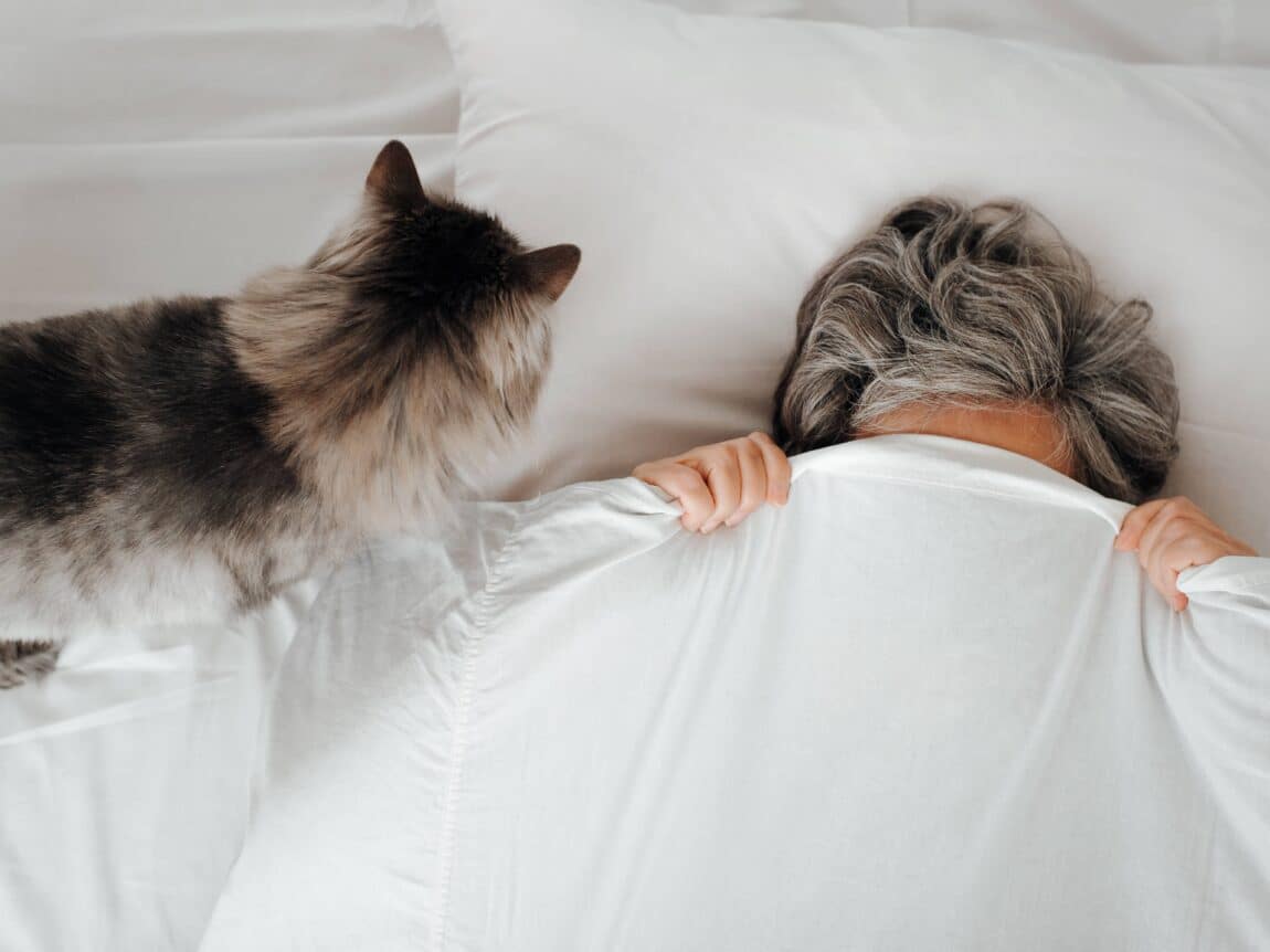 chat reveille son humain la nuit