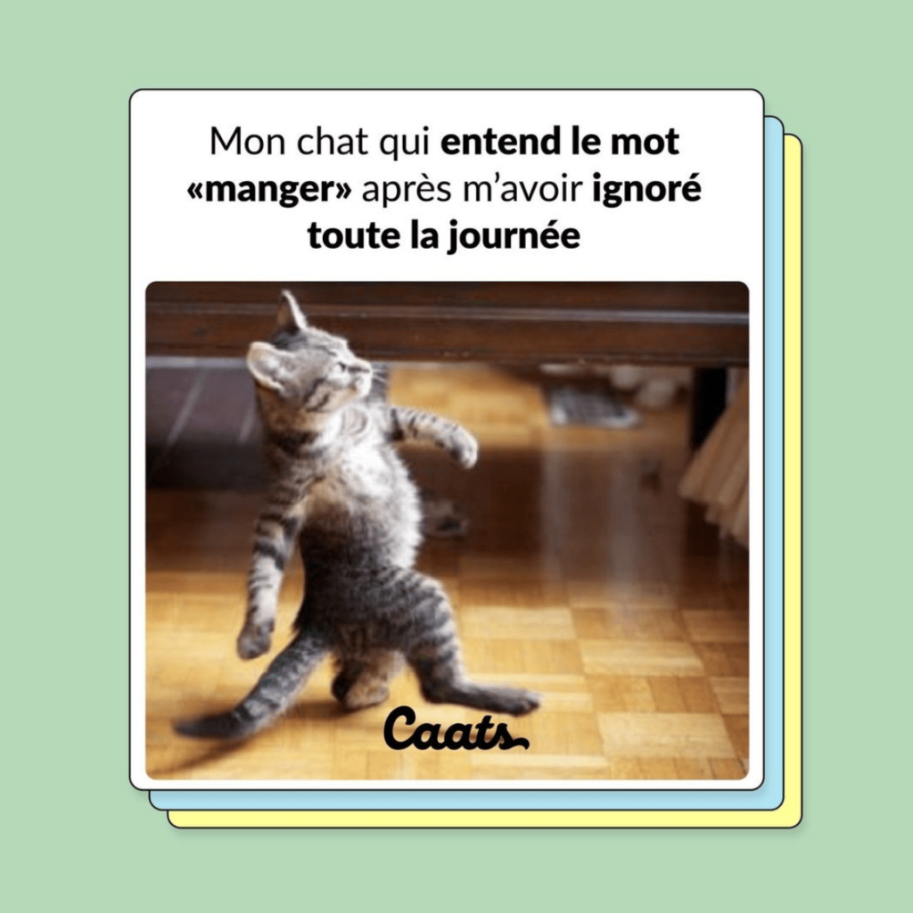 tweets chat drôles manger