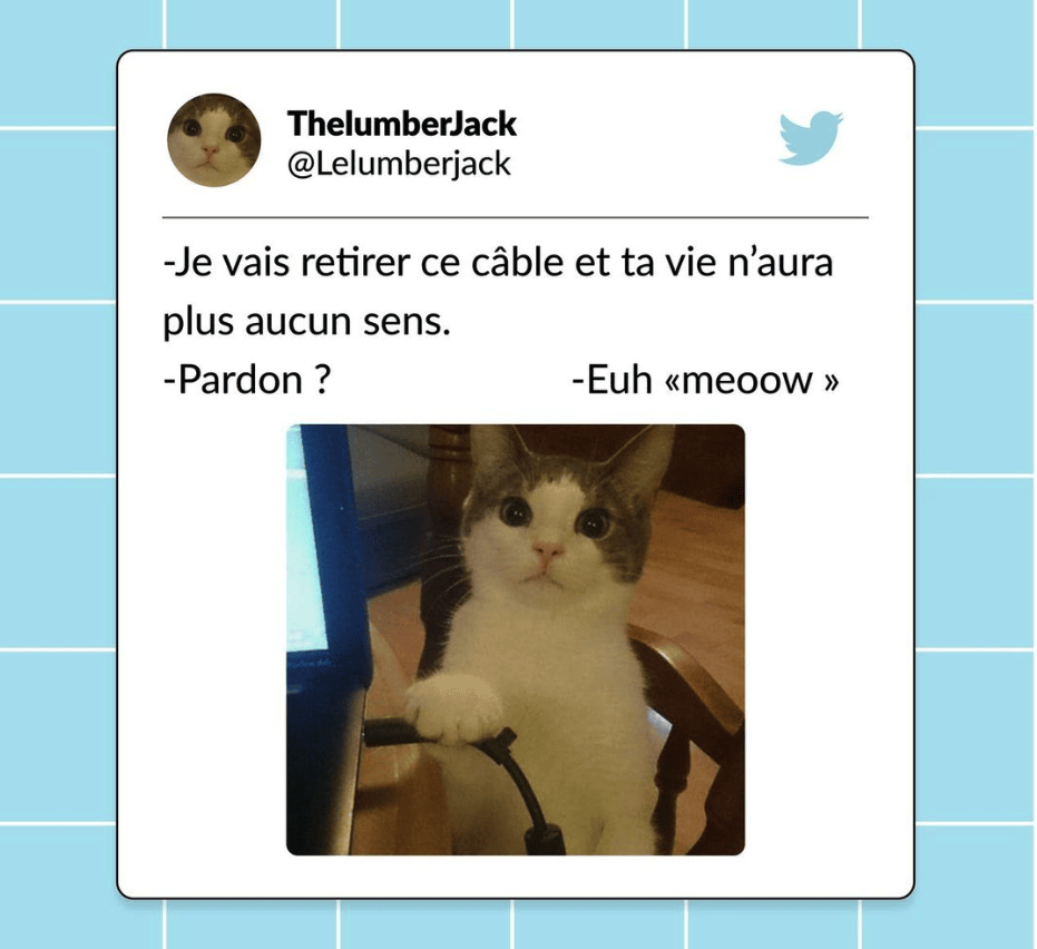 tweets chat drôles meow