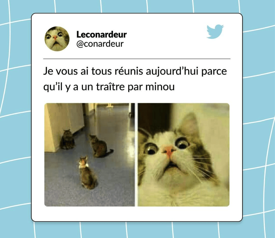 tweets chat drôles
