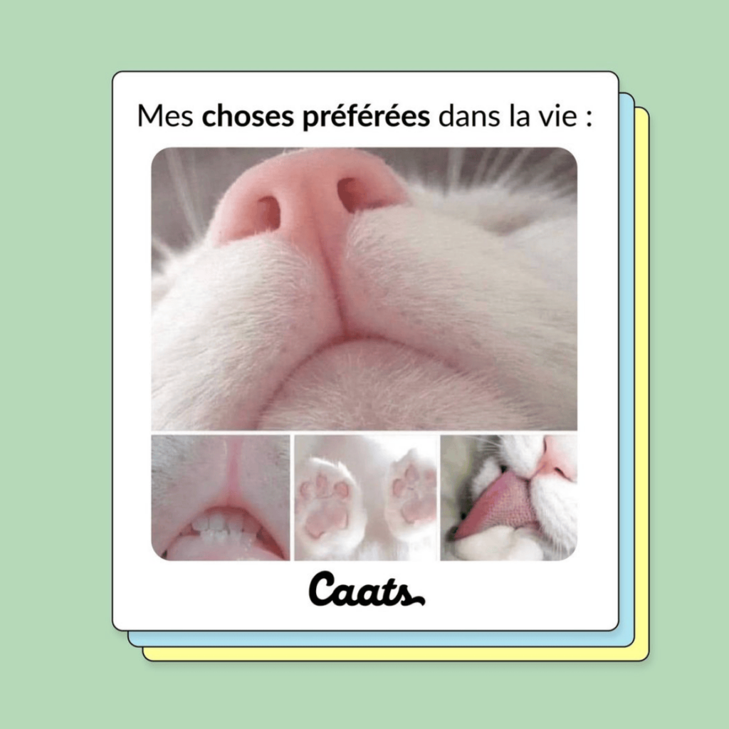 tweets chat drôles rose