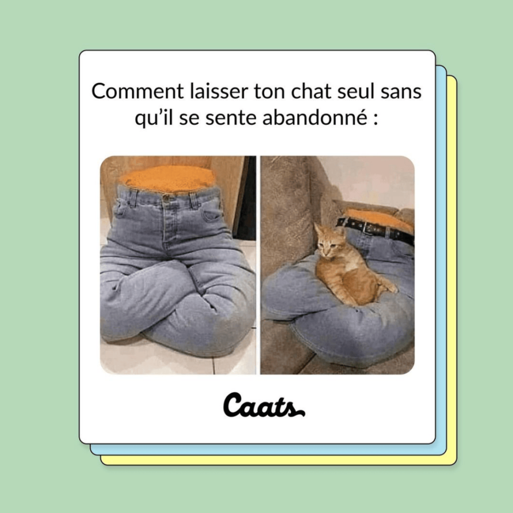 tweets chat drôles seul