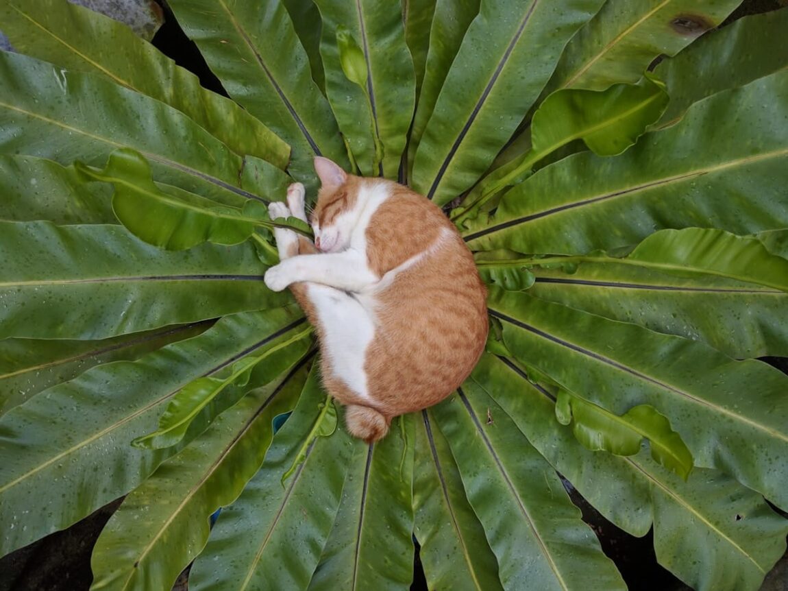 Chat roux qui dort après avoir mangé des croquettes bio