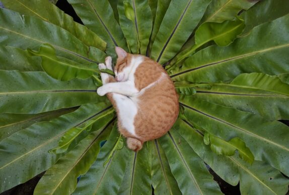 Chat roux qui dort après avoir mangé des croquettes bio