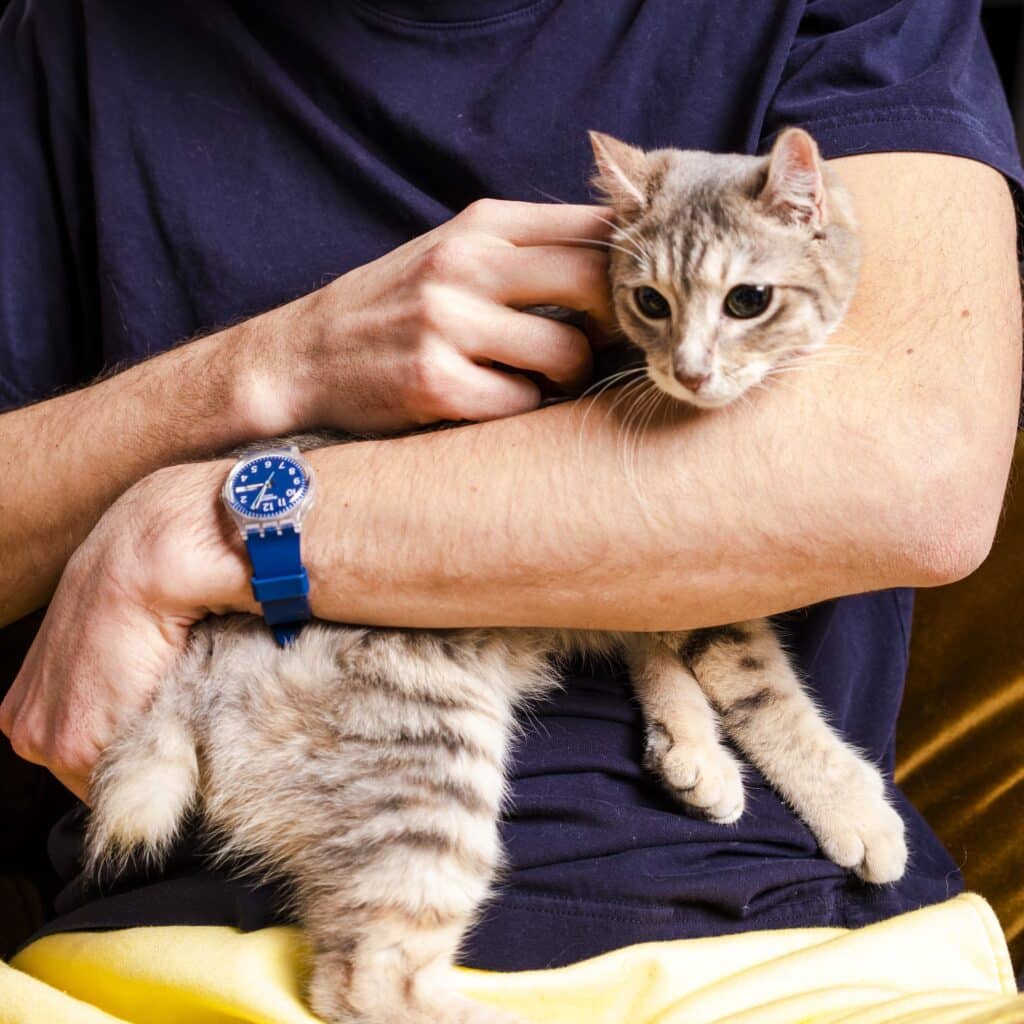 chaton qui regarde ses croquettes
