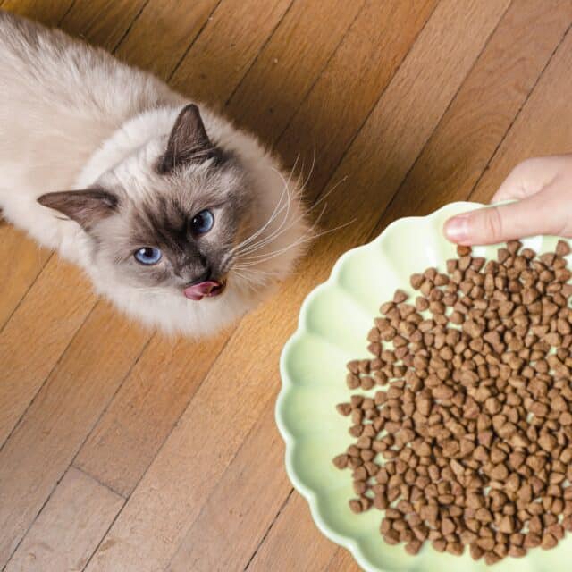 croquettes chat en surpoids