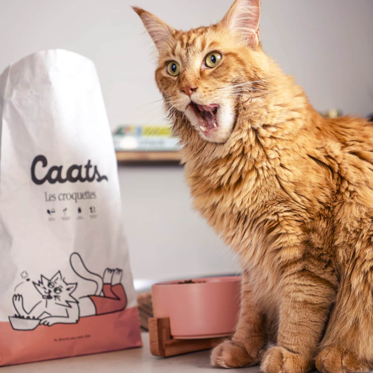 Chat roux devant ses croquettes pour chat non stérilisé sans céréales