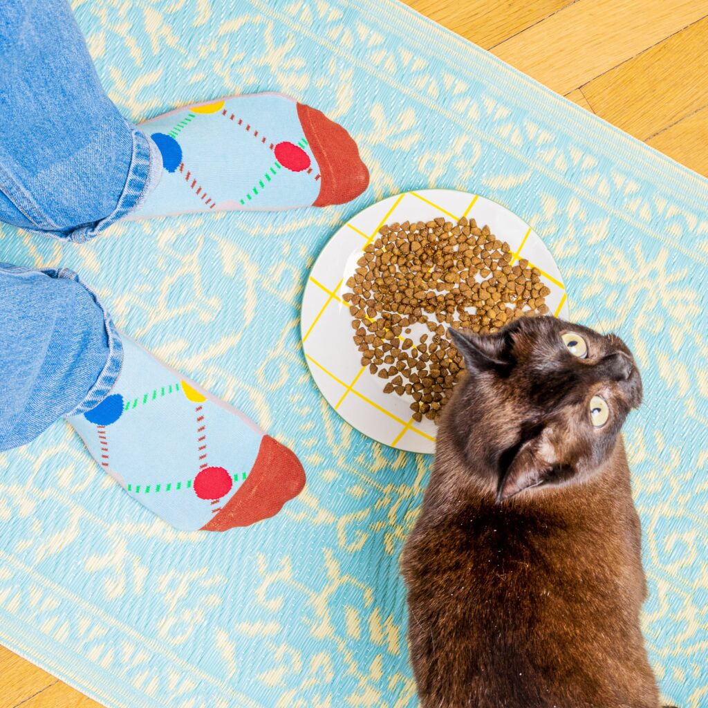 chat sénior devant sa gamelle remplie de croquettes