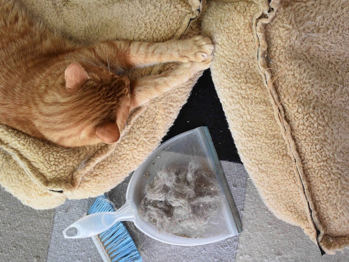 chat qui perd ses poils