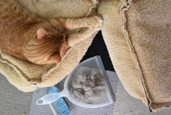 chat qui perd ses poils