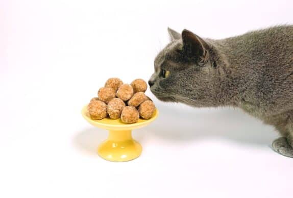 chat stérilisé qui sent un plat de croquettes